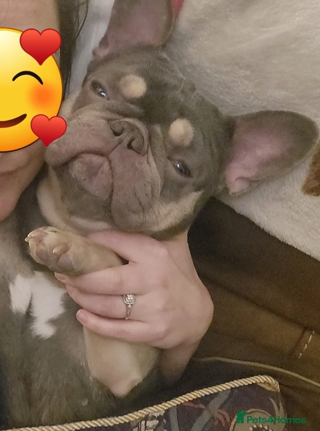 French Bulldog dogs for sale: 2year old Female Lilac & tan French Bulldog - Advert 2
