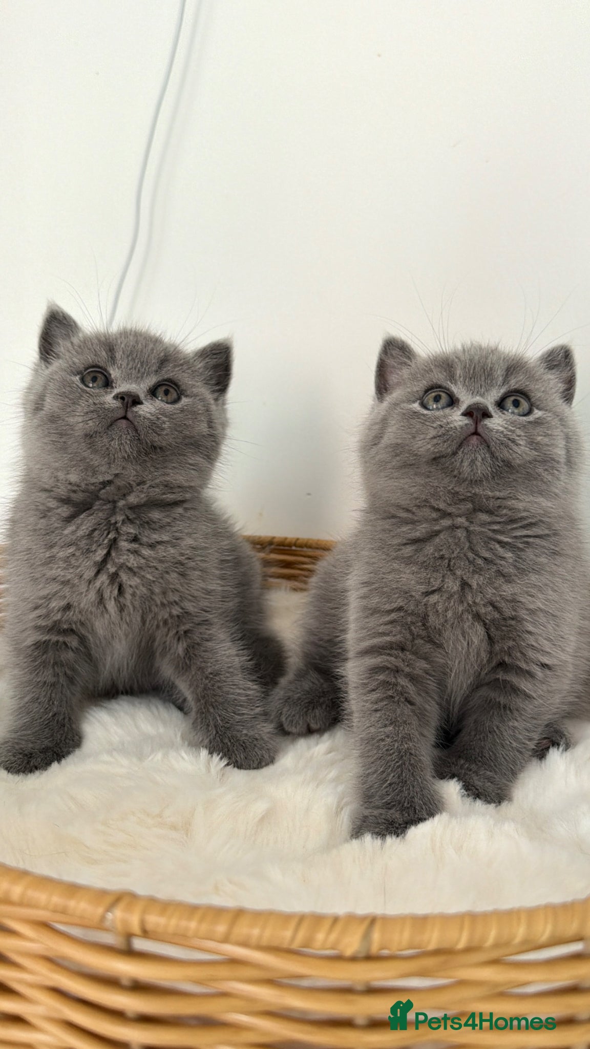 British Shorthair cats Exceptional quality champions line GCCF/TICA  reg - Advert 2