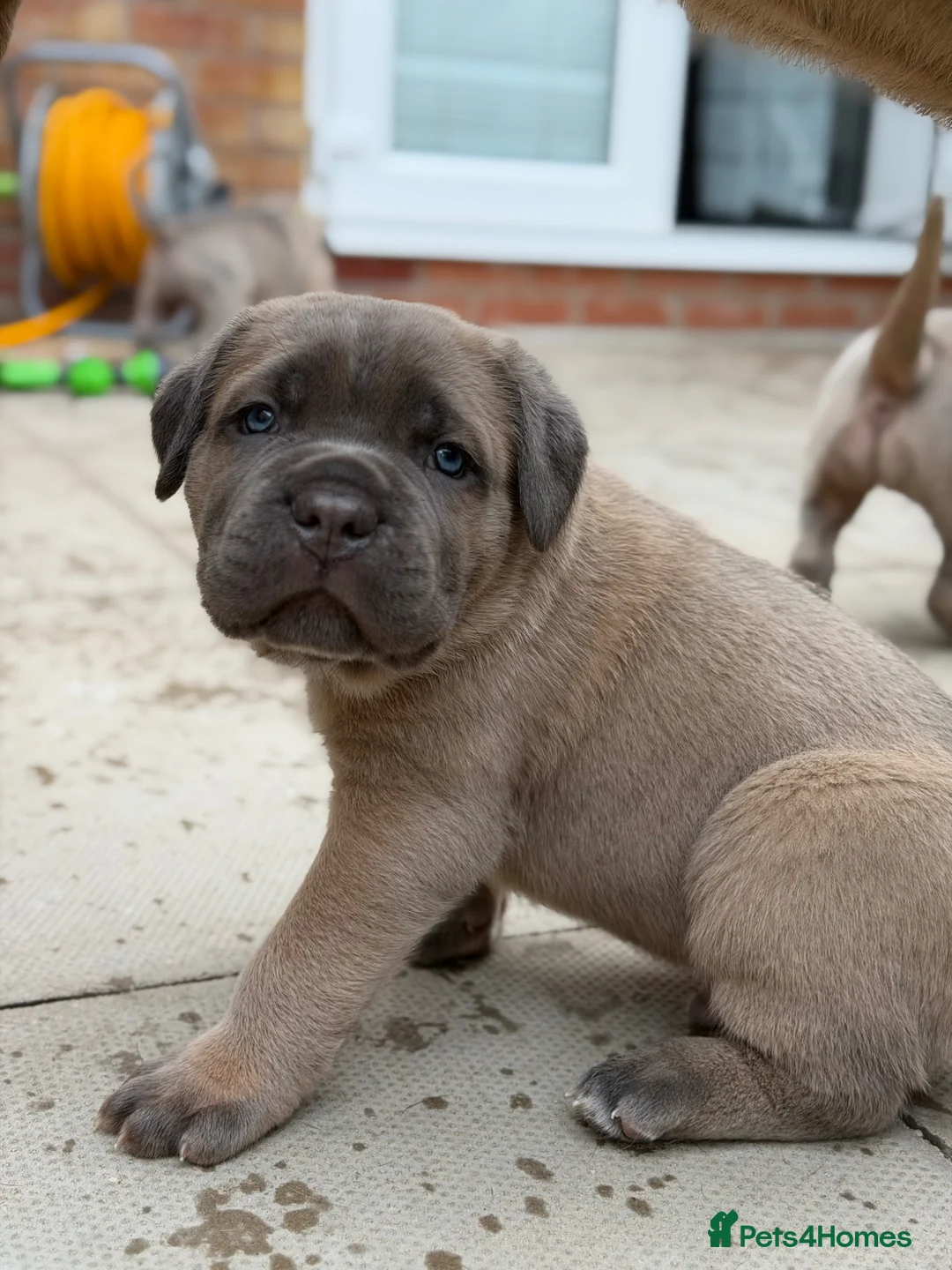 Cane Corso dogs for sale: ICCF Registered Formentino Cane Corsos  - Advert 1