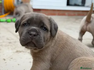 Cane Corso dogs ICCF Registered Formentino Cane Corsos - Advert 20