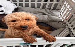 Poochon dogs for sale: ✨ Gorgeous Red & Apricot Poochon Puppies ✨ - Image 12