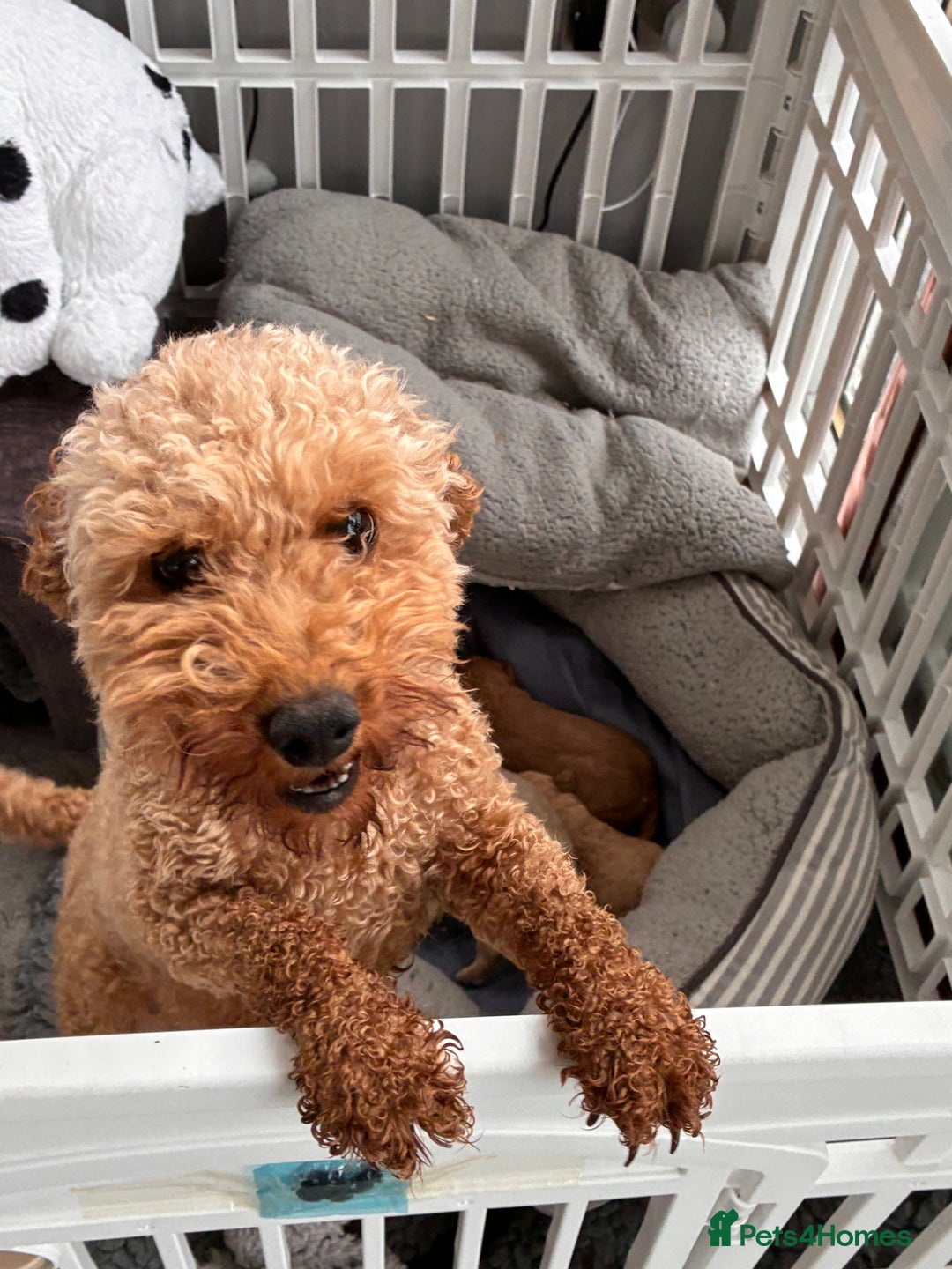Poochon dogs for sale: ✨ Gorgeous Red & Apricot Poochon Puppies ✨ - Image 12