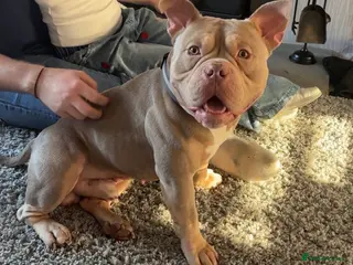 Mixed Breed dogs American Pocket Bull - Advert 2