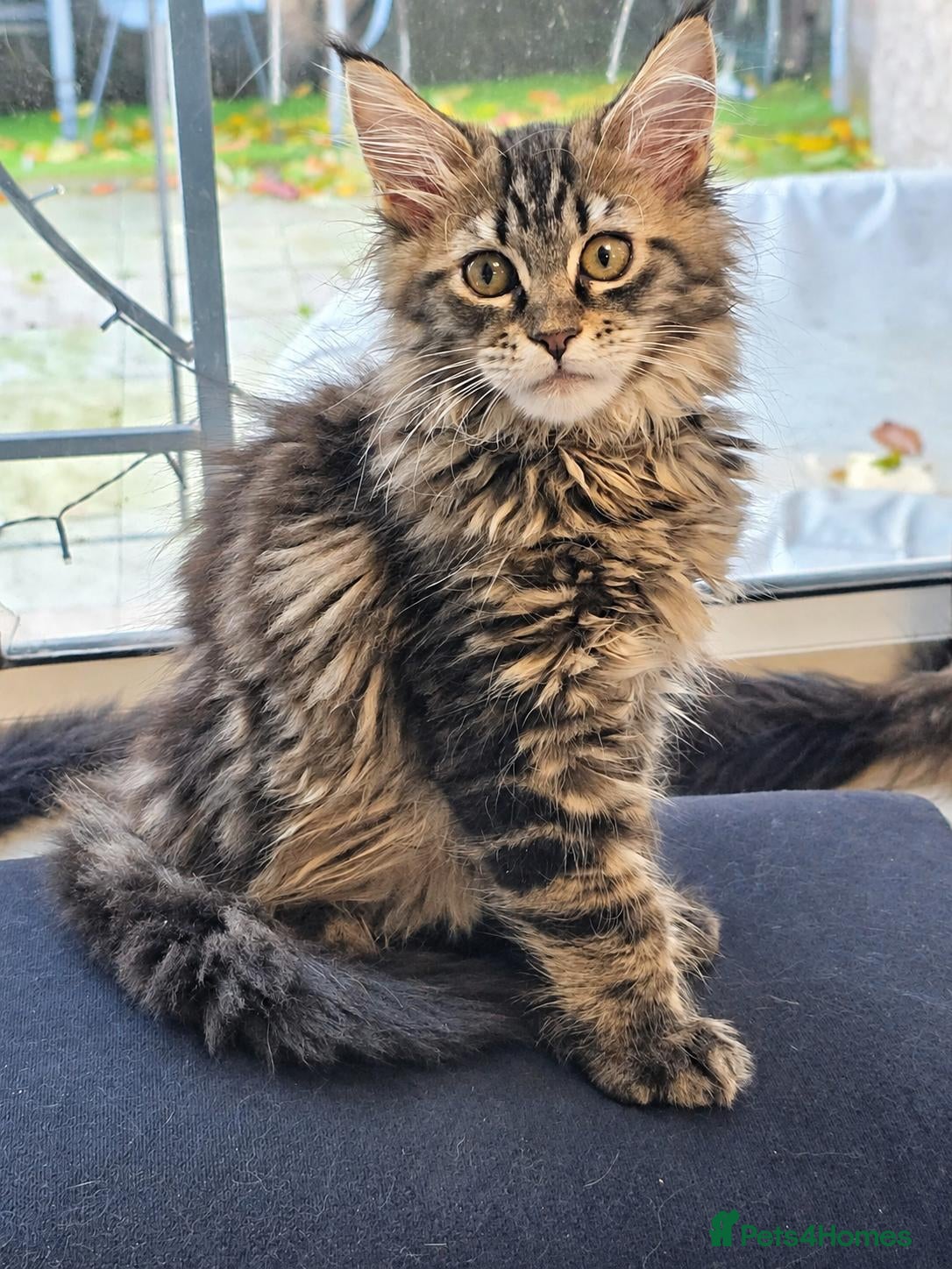 Maine Coon cats for sale: Tested SMA,PK,HCM,boy and girls.Maine Coon Kittens - Advert 2