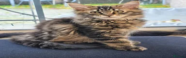 Maine Coon 1 Red