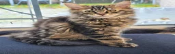 Maine Coon cats for sale: Tested SMA,PK,HCM,boy and girls.Maine Coon Kittens - Advert 2