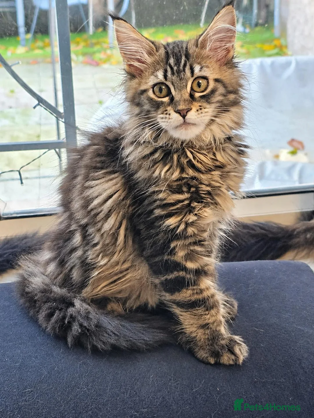 Maine Coon cats for sale: Tested SMA,PK,HCM,boy and girls.Maine Coon Kittens - Advert 2