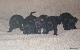 Miniature Schnauzer dogs for sale: 5 female miniature schnauzers - Image 5