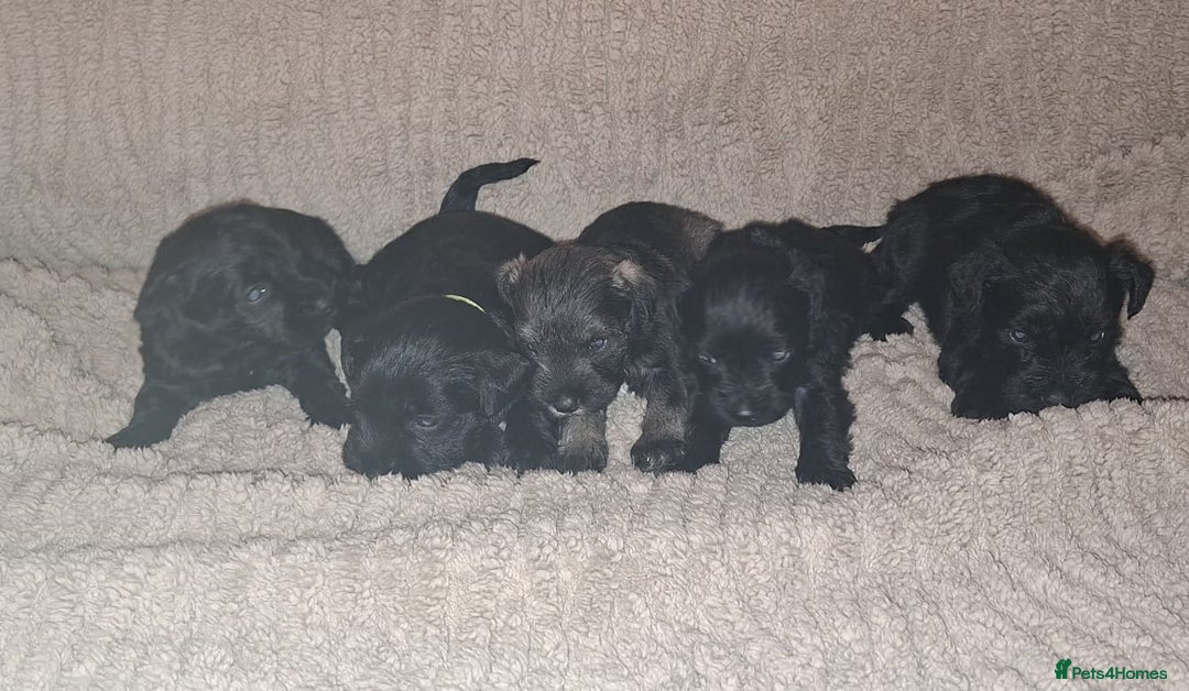 Miniature Schnauzer dogs for sale: 5 female miniature schnauzers - Image 5