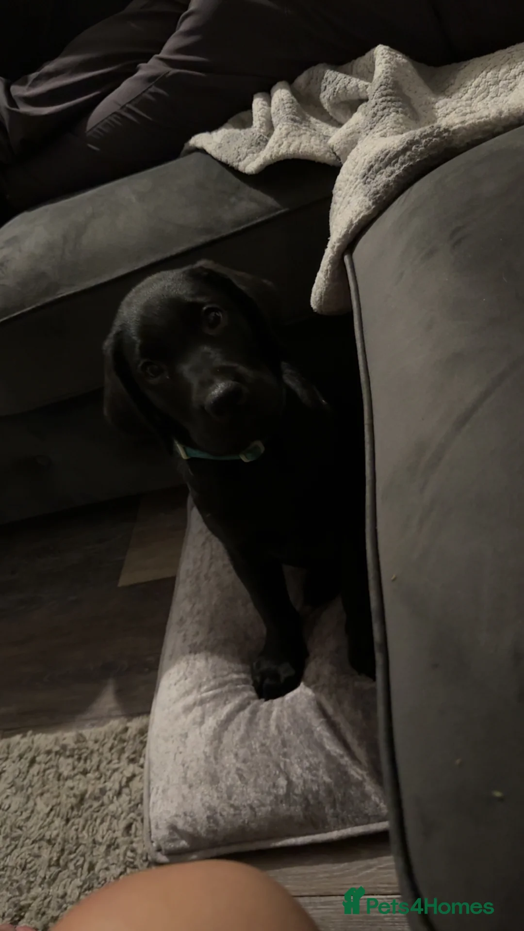 Labrador Retriever dogs for sale: labour retriever puppy  - Advert 4