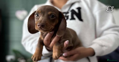 Miniature Dachshund dogs - Advert 6
