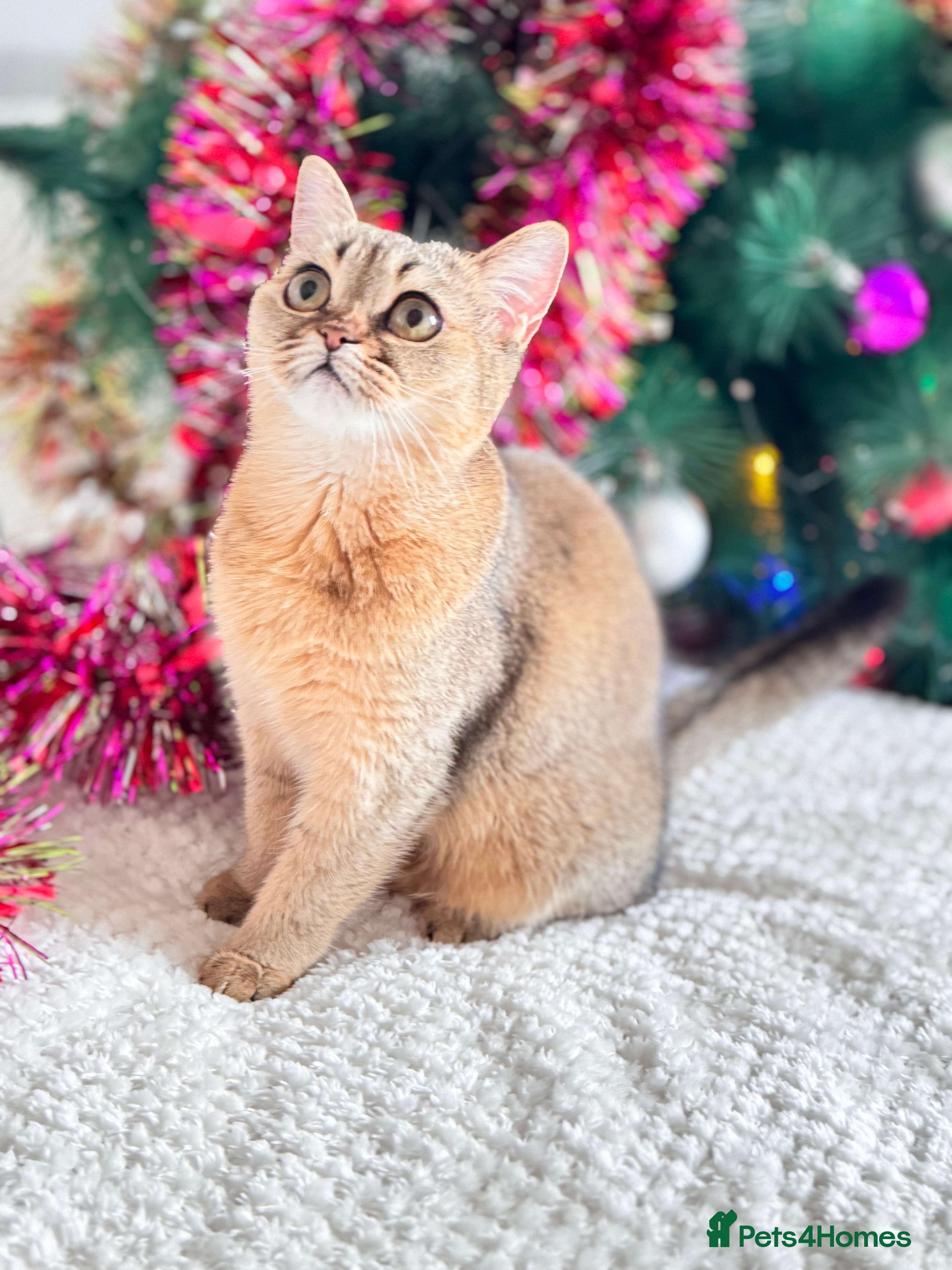 Scottish Fold cats Active Show quality straight girl - Advert 10