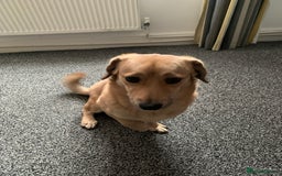 Mixed Breed dogs for sale: His name JJ.  - Image 3