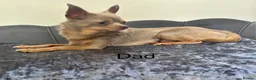 Chihuahua dogs for sale: Lilac KC Reg Chihuahua Stud  - Advert 9