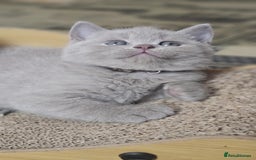 British Shorthair cats for sale: LAST GCCF British Shorthair Kittens Champion - Image 19