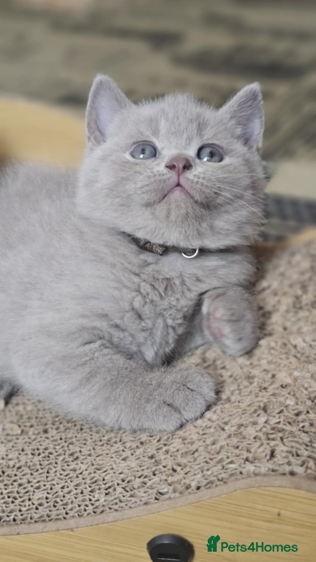 British Shorthair cats for sale: LAST GCCF British Shorthair Kittens Champion - Image 19