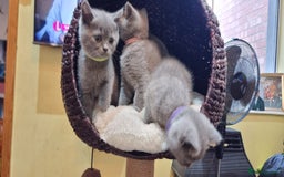 British Shorthair cats for sale: Britsh shorthair Pure blue boys  - Image 8