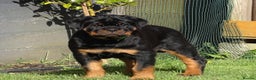 Rottweiler dogs for stud: HUGE HEALTH TESTED STUD - 0/0 hips 0/0 elbows in Bedford - Advert 19