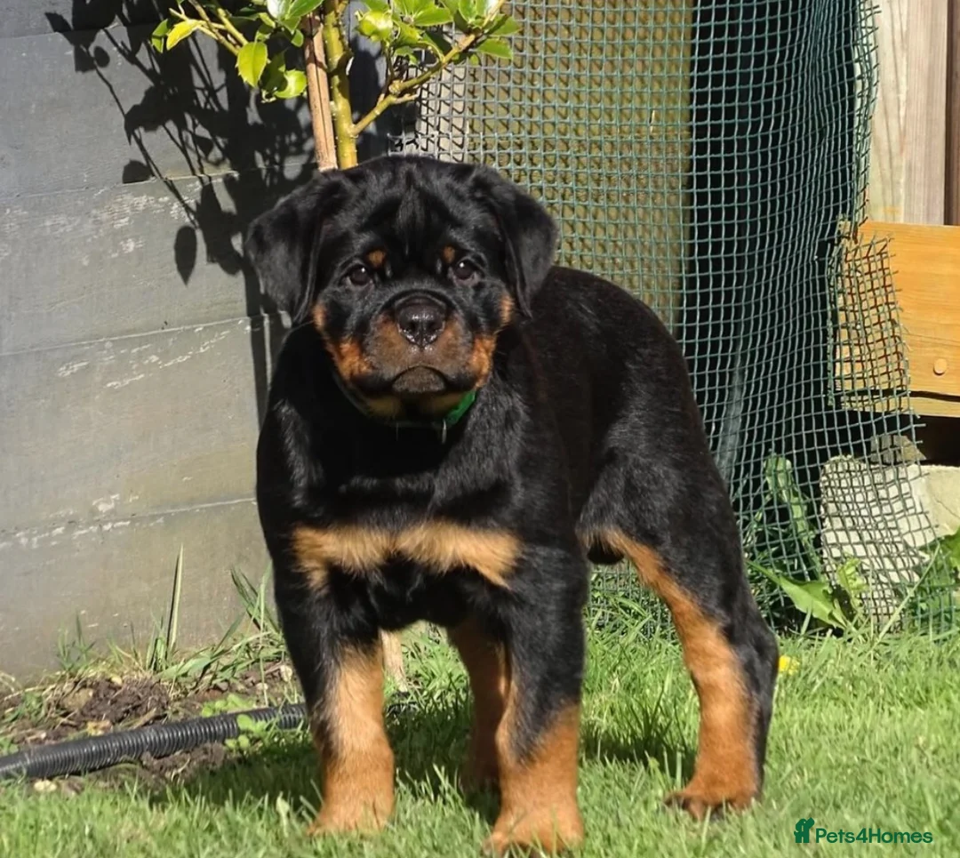 Rottweiler dogs for stud: HUGE HEALTH TESTED STUD - 0/0 hips 0/0 elbows in Bedford - Advert 19