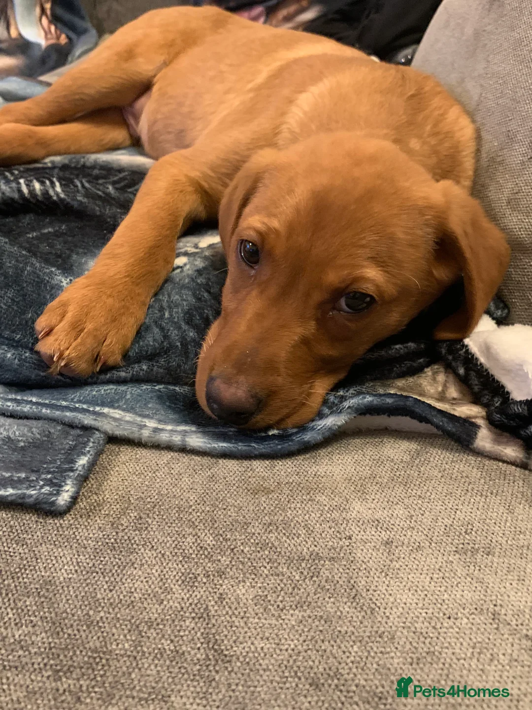 Labrador Retriever dogs for sale: beautiful male fox red Labrador retriver puppy  - Advert 4