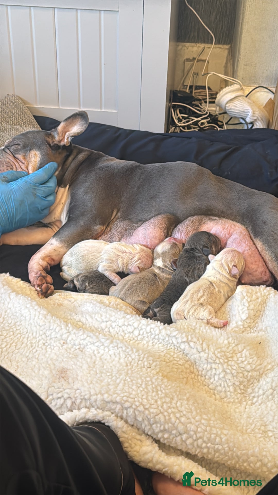 French Bulldog dogs for sale: Beautiful blue eyed girl puppy 💕 6 weeks  - Advert 5