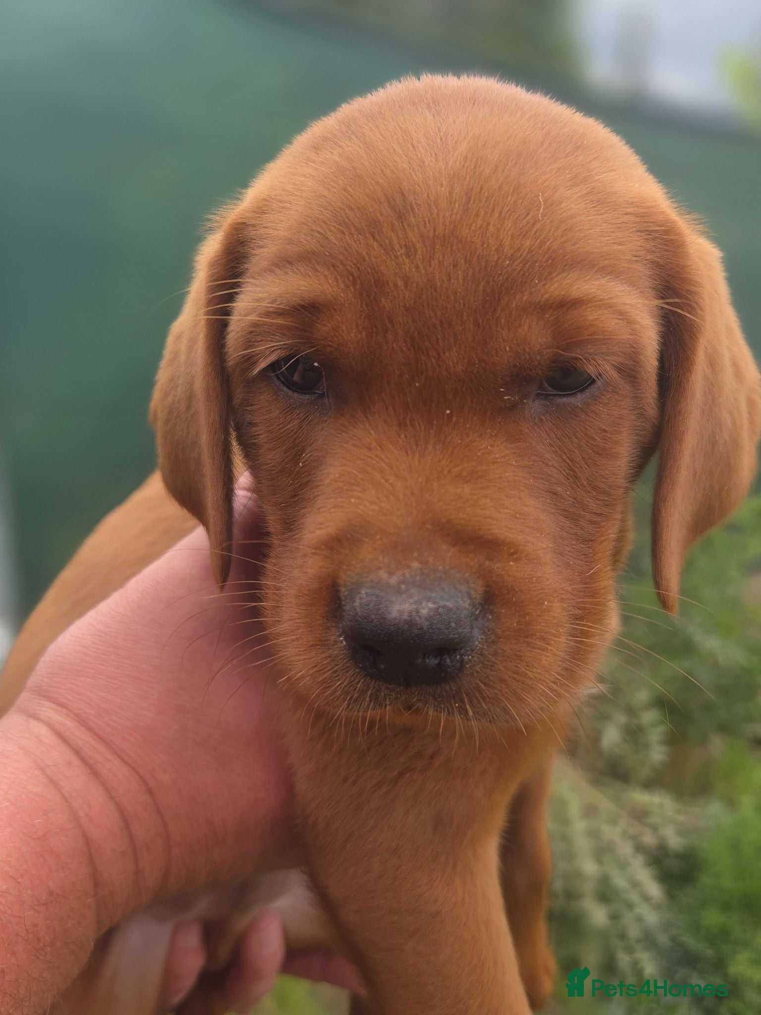 Labrador Retriever dogs ❤️ READY NOW dark red working Labrador pups ❤️ - Advert 1