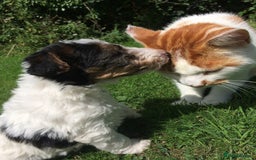 Fox Terrier dogs for sale: Wire Haired Fox Terrier Puppies - Image 5