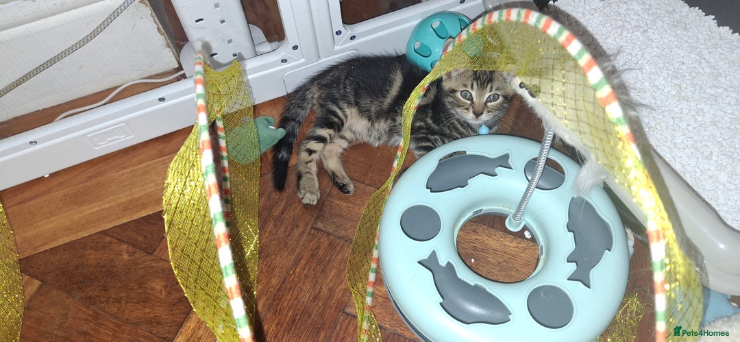 Mixed Breed cats for sale: Bsh mix bengal kittens - Image 2