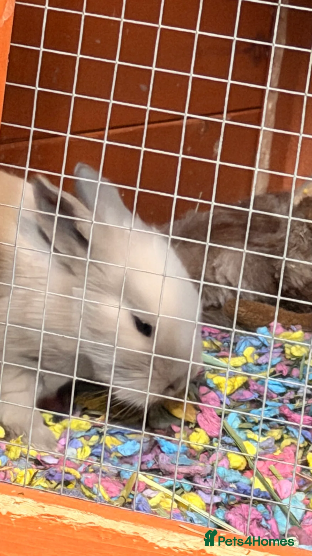 Mixed Breed rabbits for sale: Lionheadxminilop  - Advert 2