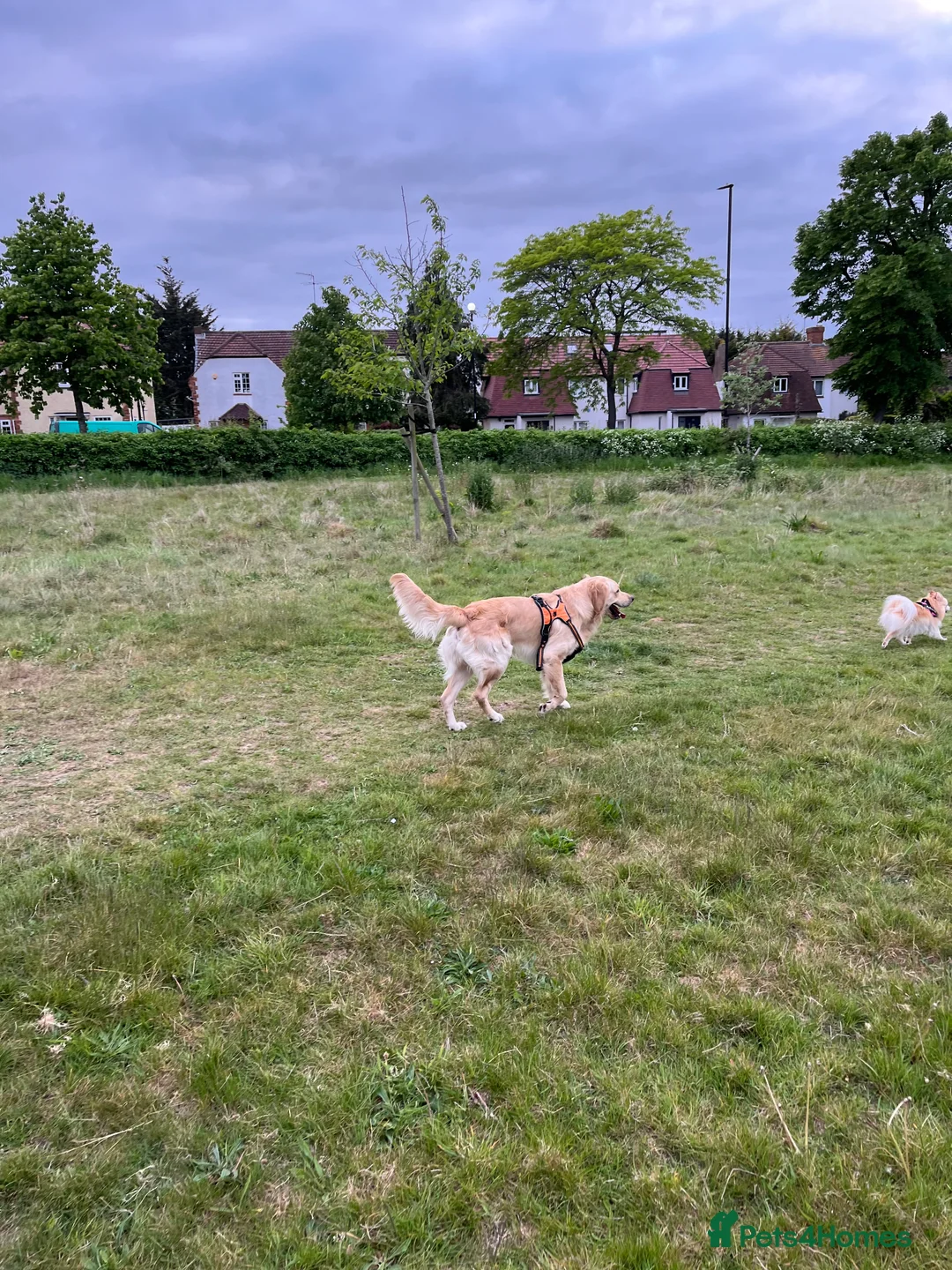 Golden Retriever dogs for stud: Proven Beautiful Golden Retriever Stud  in London - Advert 9