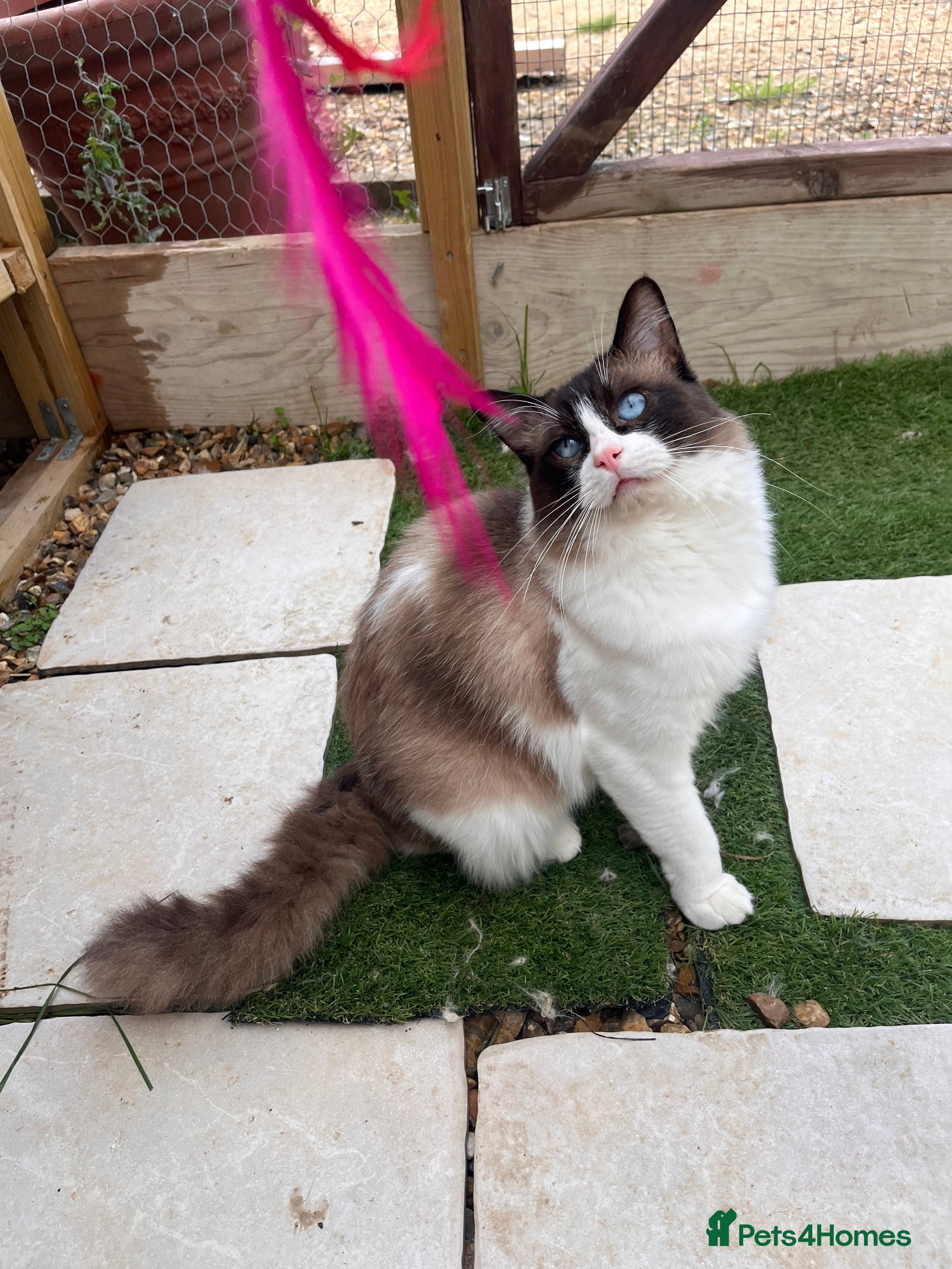 Ragdoll cats Active Young Stud boy GccF & TICA Ragdoll - Advert 5