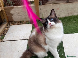 Ragdoll cats Active Young Stud boy GccF & TICA Ragdoll - Advert 6