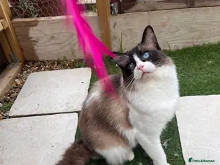 Ragdoll cats Active Young Stud boy GccF & TICA Ragdoll - Advert 18