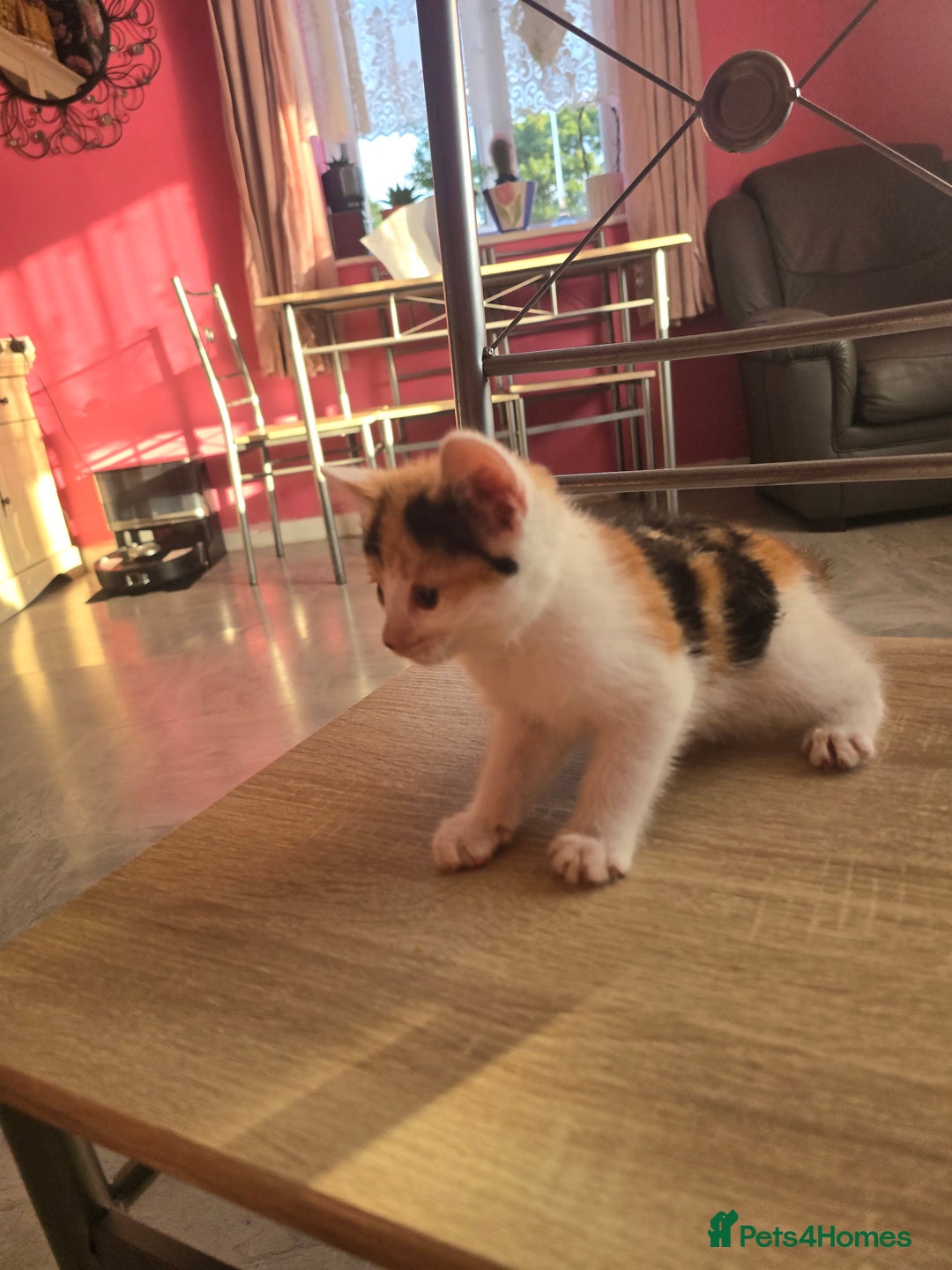 Mixed Breed cats for sale: 8 kittens for sale  - Image 9