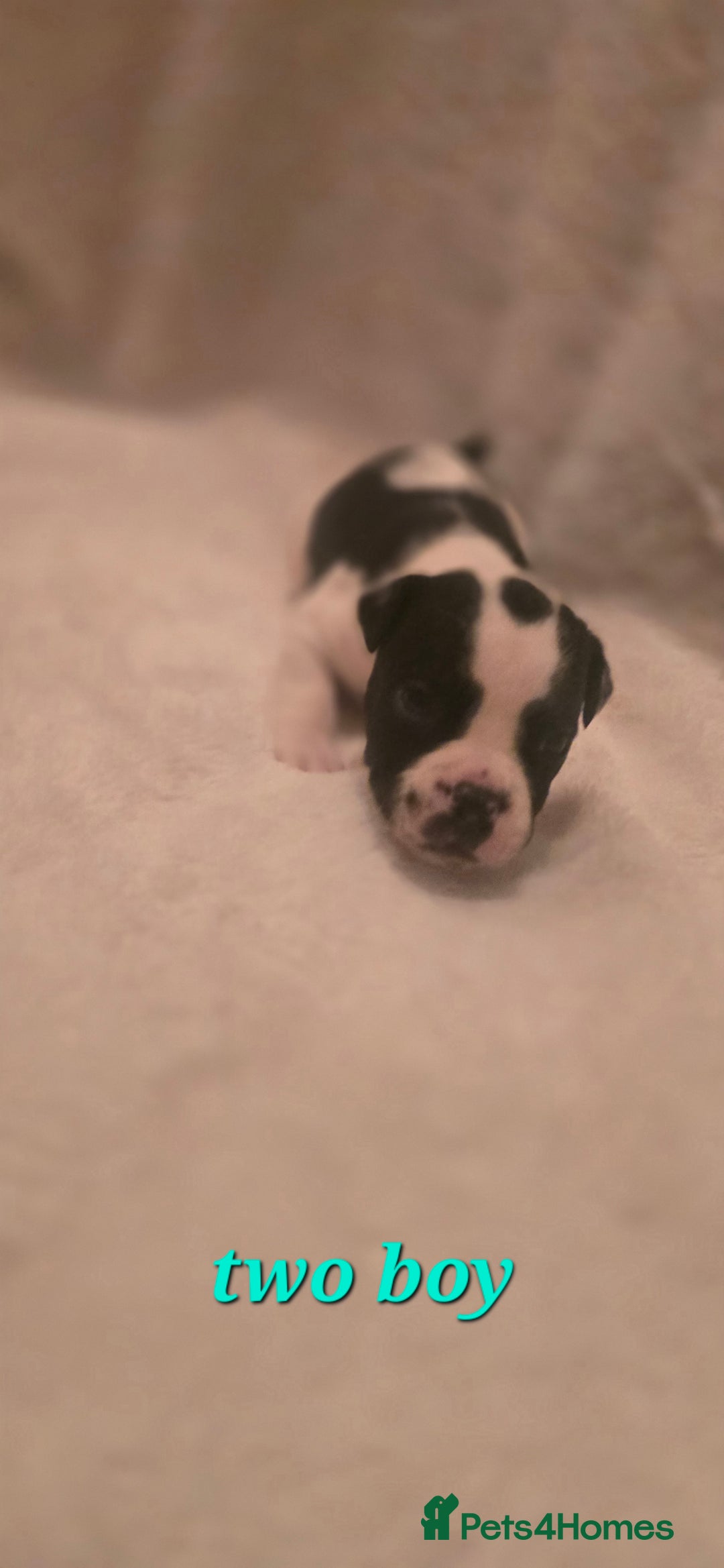 Mixed Breed dogs for sale: Olde english × staffie pups  - Advert 4