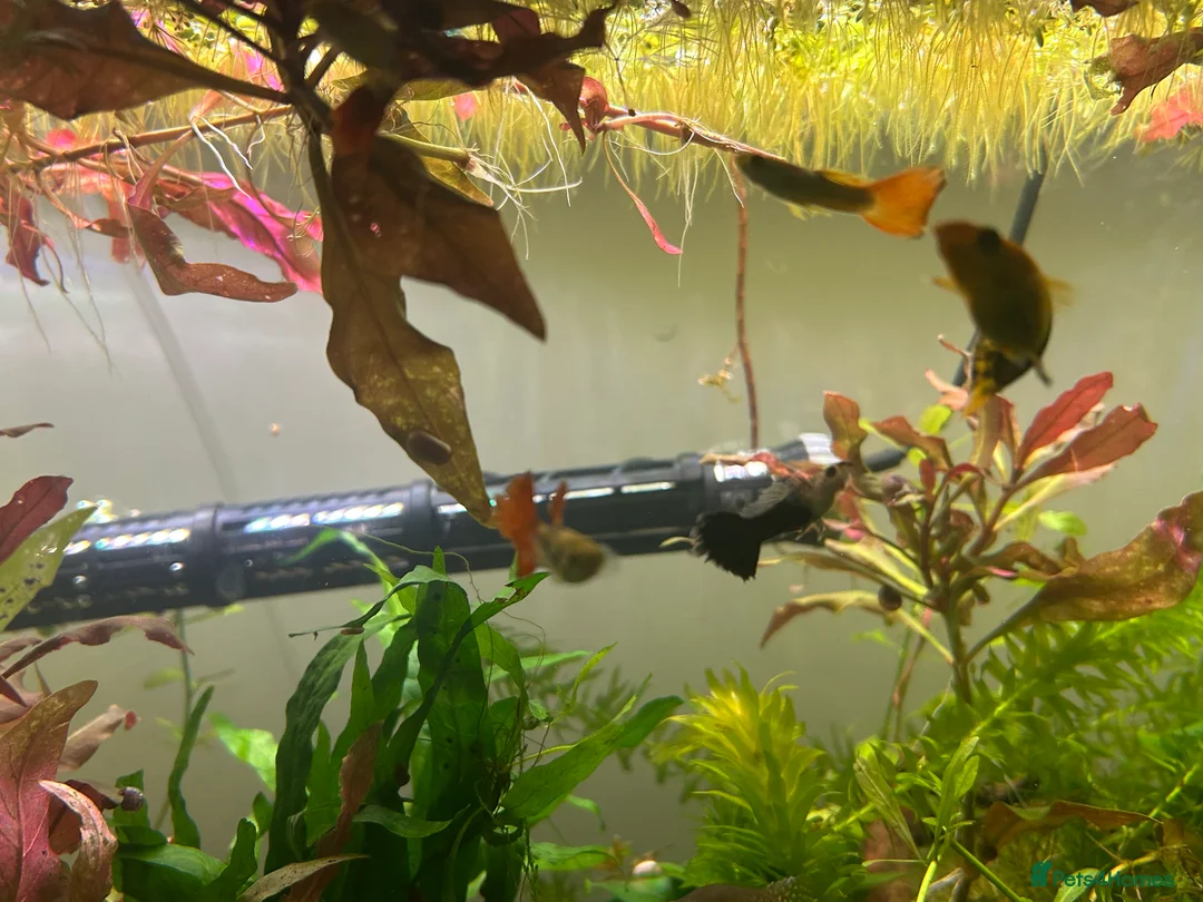 Other/Mixed Breed fish for sale: Multiple different species of fish.  - Advert 2