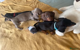 Dachshund dogs for sale: Dachshund puppies  - Image 6