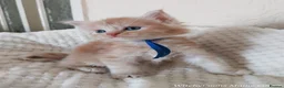Maine Coon cats for sale: Stunning Maine Coon Kittens. Cream, Red, Tortie in Leyland - Advert 5
