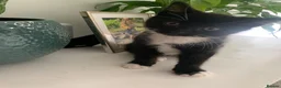 Mixed Breed cats for sale: 2 kittens 1 tux 1 tabby  - Advert 2