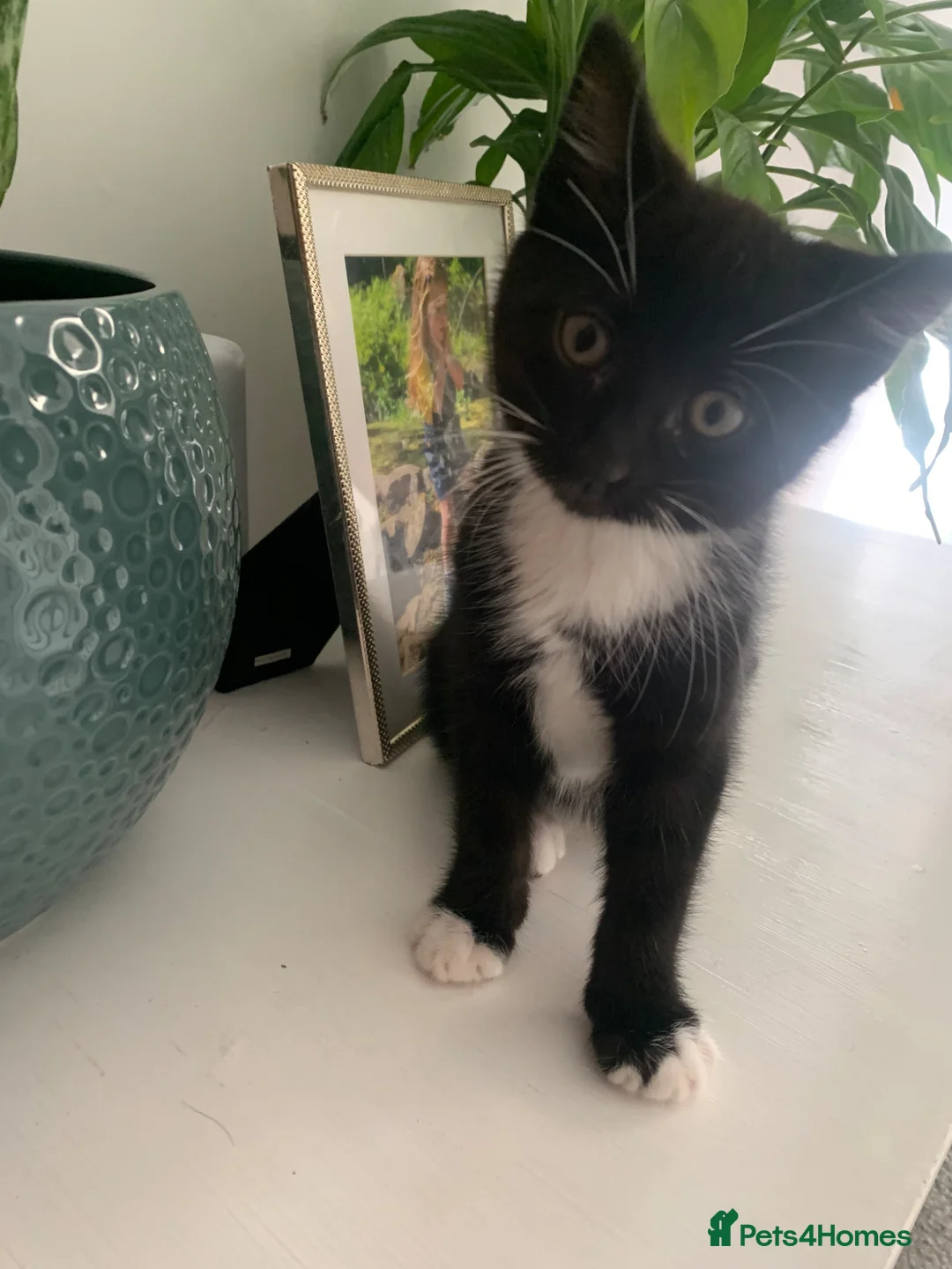 Mixed Breed cats for sale: 2 kittens 1 tux 1 tabby  - Advert 2