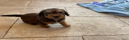Mixed Breed dogs for sale: F1 Cairndoodle Puppies  - Advert 22