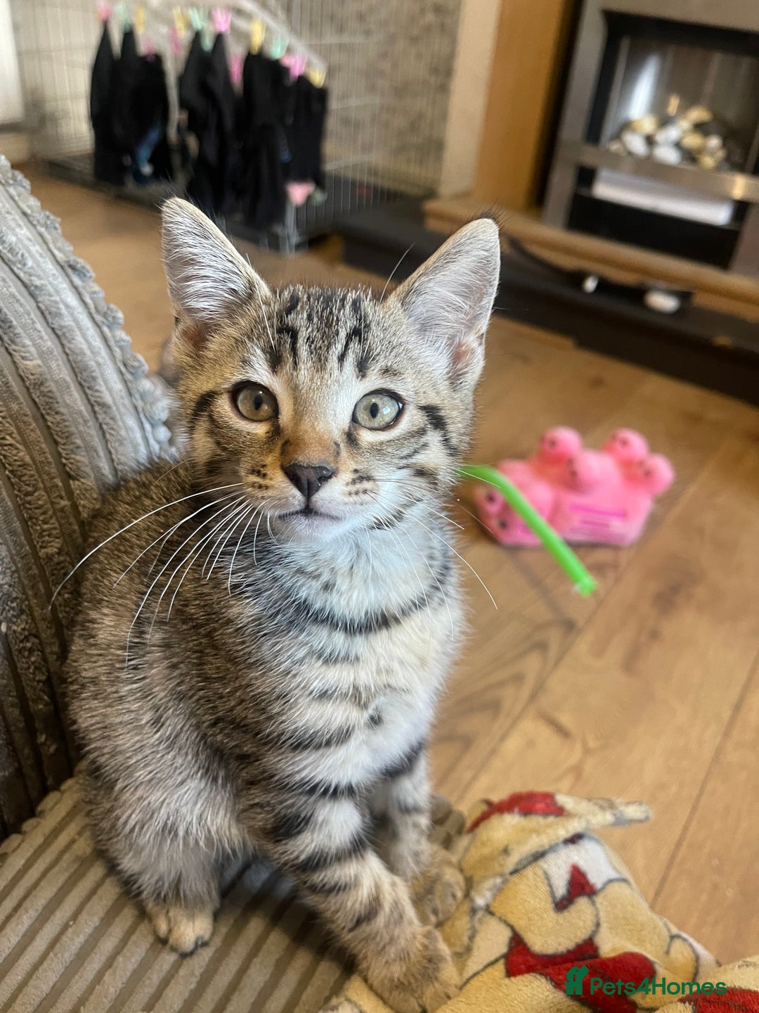 Bengal cats for sale: Male bengal kitten  - Image 2