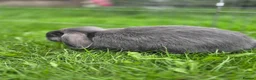 Mini Lop rabbits for sale: Mini lops, Grey & White, 2x Boys & 3x Girls - Advert 5