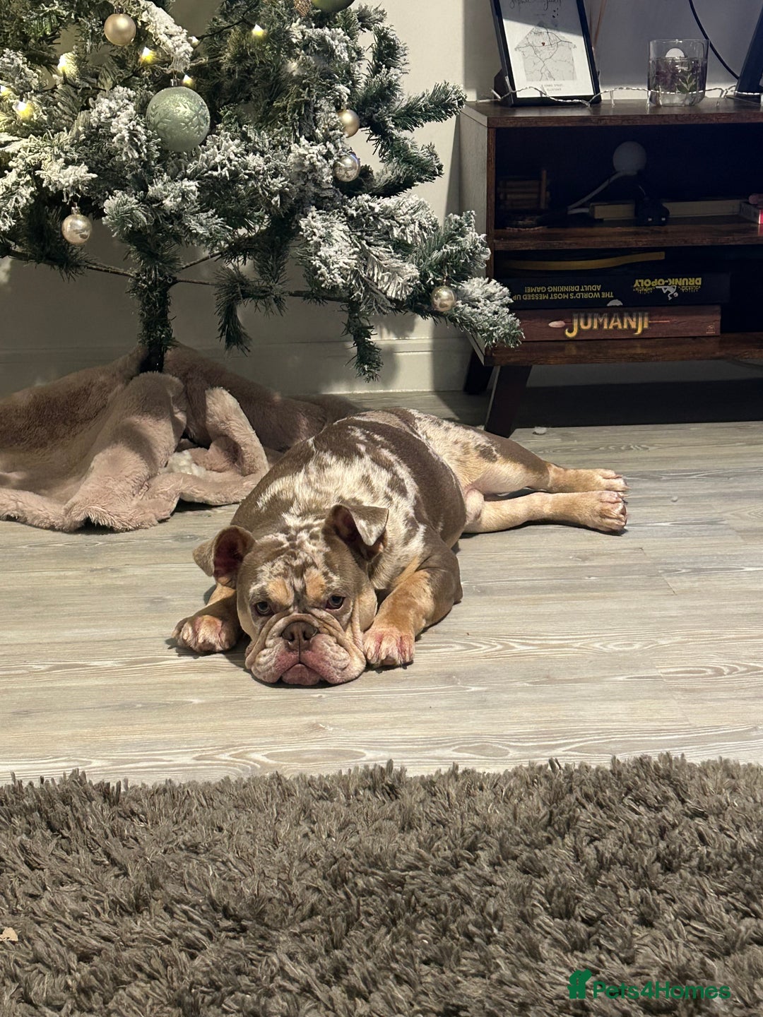 English Bulldog dogs for stud: English bulldog for stud  - Advert 3