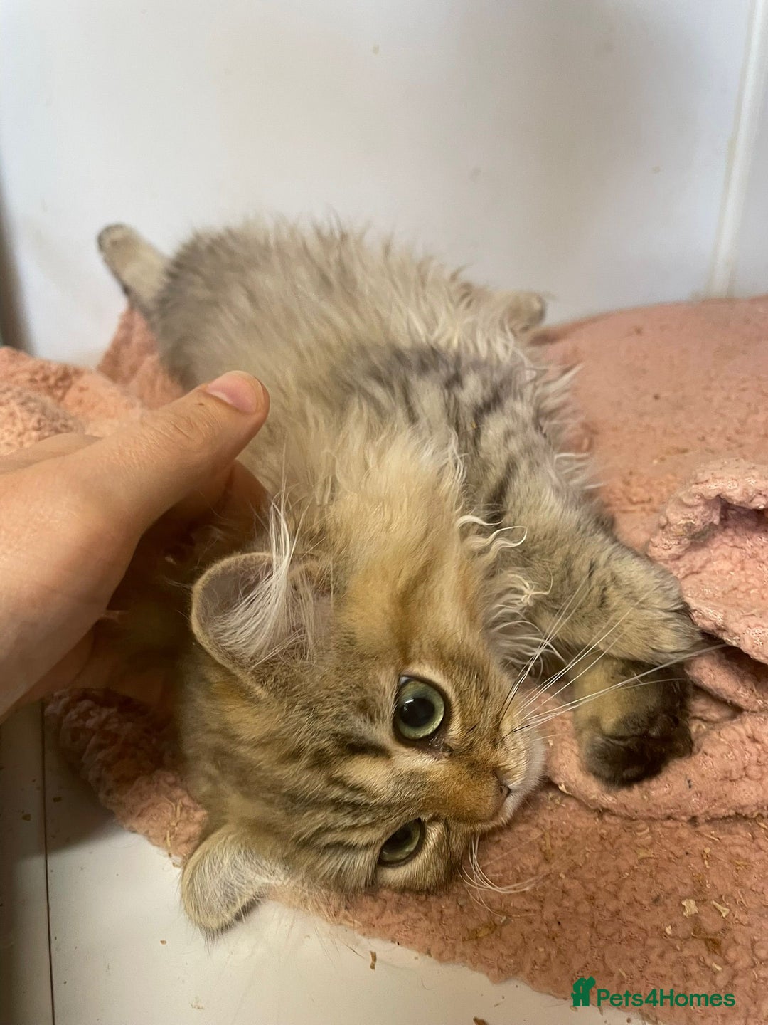 Persian cats for sale: 3 Persian Golden Chinchilla Kittens for Sale - Image 4