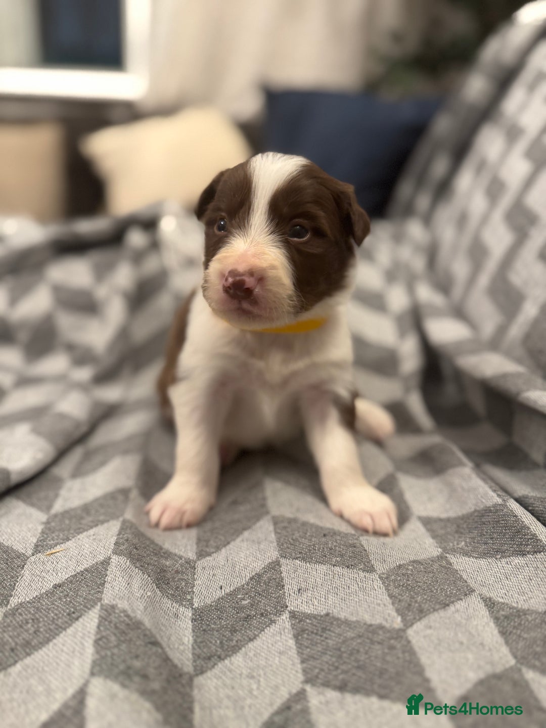 Border Collie dogs for sale: KC Reg (Pending) Border Collie Puppies For Sale - Advert 7