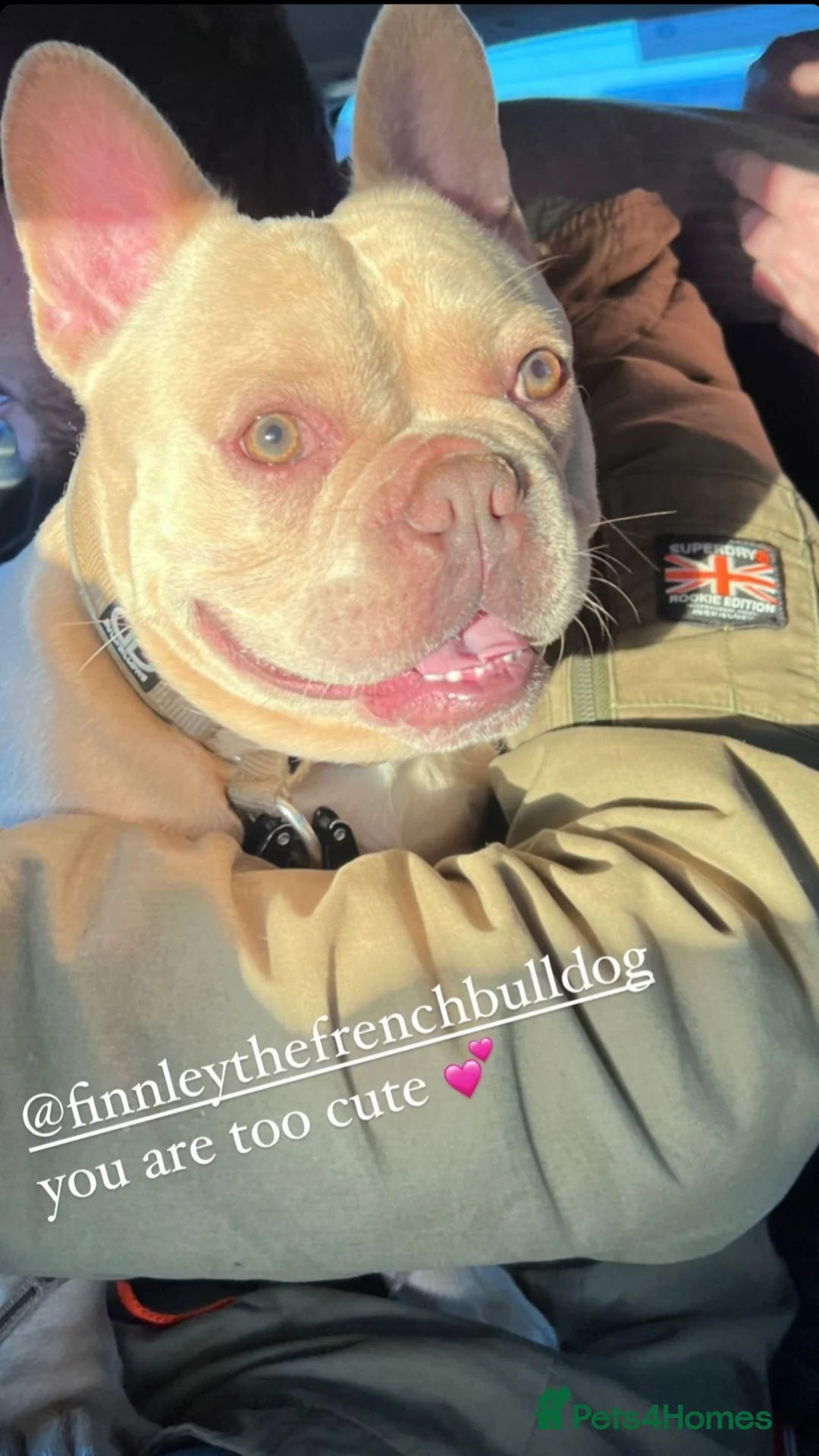 French Bulldog dogs for stud: 🔥 PLATINUM LILAC & TAN FLUFFY - WELL PROVEN- KC   in Blackpool - Advert 10