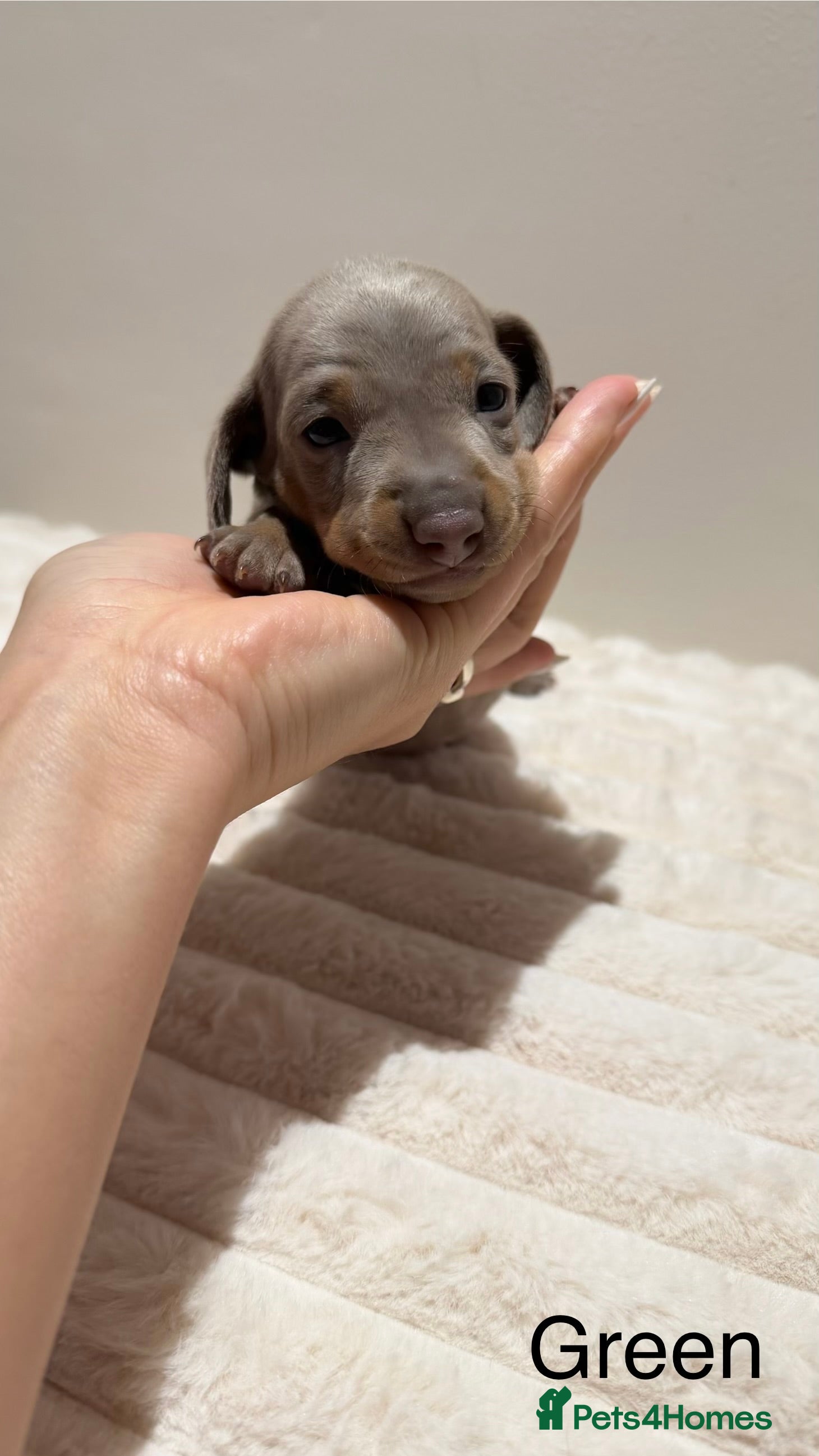 Miniature Dachshund dogs for sale: 🐾 Miniature Dachshund Puppies For Sale 🐾  - Advert 16