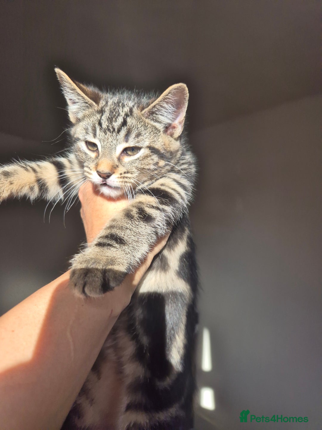 Mixed Breed cats for sale: 5 lovely affectionate kitten looking for home - Advert 16