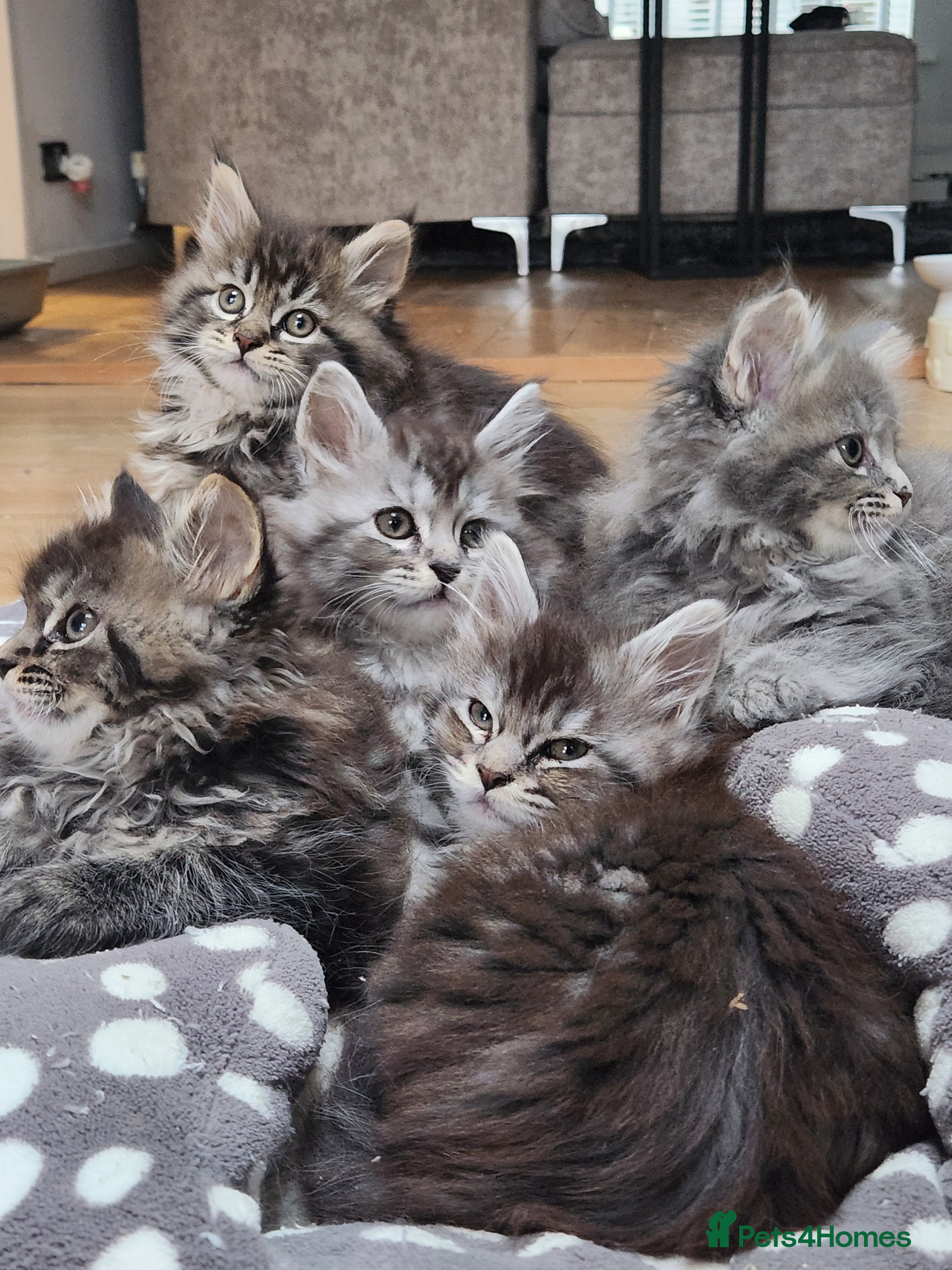 Maine Coon cats Pure Maine coon kittens ready now  - Advert 4